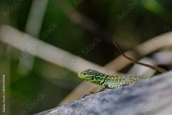 Obraz Collared lizard (Stenocercus chlorostictus).