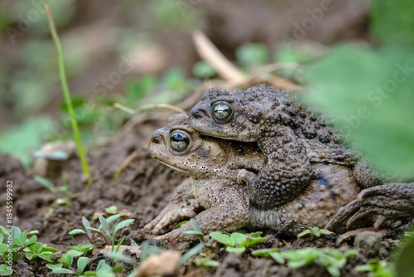 Obraz Andean spiny toad (Rhinella spinulosa), during mating or called amplexus