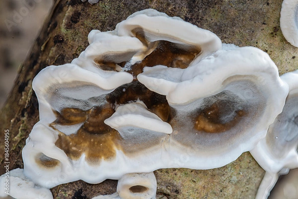 Obraz Bjerkandera adusta