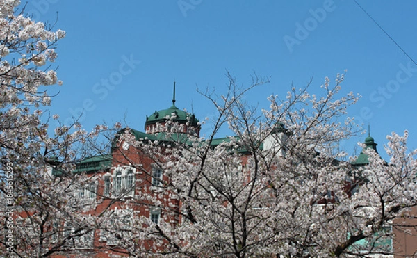 Obraz ソメイヨシノ