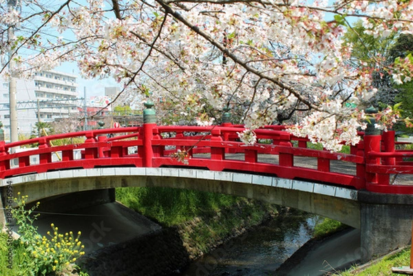 Obraz ソメイヨシノ