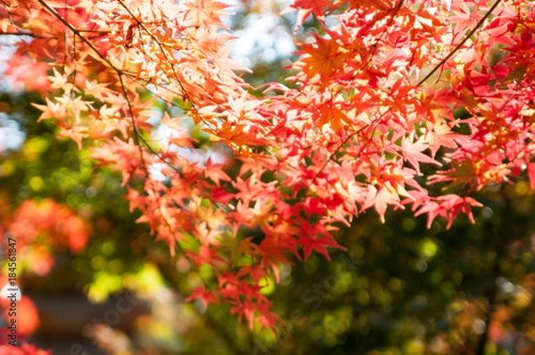 Fototapeta クロス