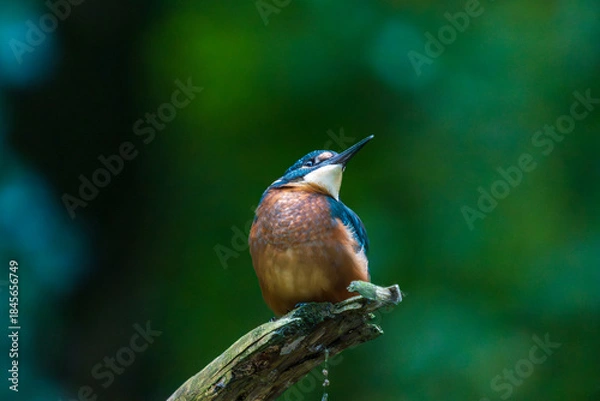 Obraz Ein wunderschöner Eisvogel auf einem mit Moos bewachsenen Zeig