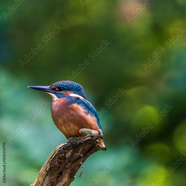 Obraz Ein wunderschöner Eisvogel auf einem mit Moos bewachsenen Zeig