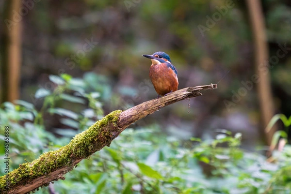 Obraz Ein wunderschöner Eisvogel auf einem mit Moos bewachsenen Zeig