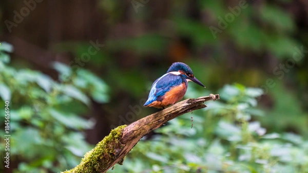 Obraz Ein wunderschöner Eisvogel auf einem mit Moos bewachsenen Zeig