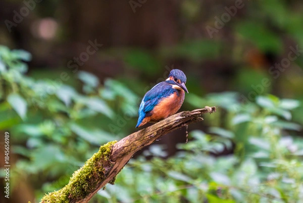 Obraz Ein wunderschöner Eisvogel auf einem mit Moos bewachsenen Zeig