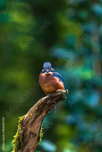 Obraz Ein wunderschöner Eisvogel auf einem mit Moos bewachsenen Zeig