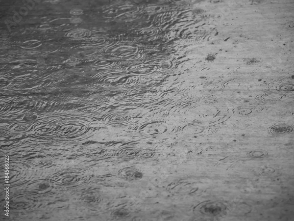 Obraz Rainy day with rain drops on the cement floor makes circles shape on the water surface.
