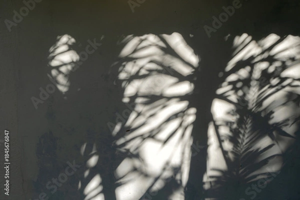 Fototapeta Realistic palm tree shadow or silhouette, palm tree shadow overlay effect.