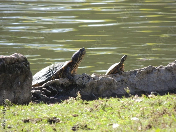 Obraz two pond turtles basking in the sun