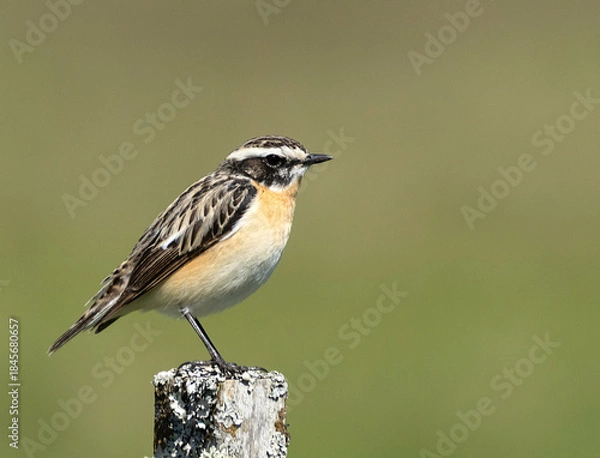 Obraz Winchat on a branch