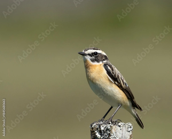 Obraz Winchat on a branch