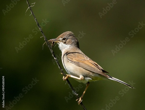 Obraz whitethroat on a branch