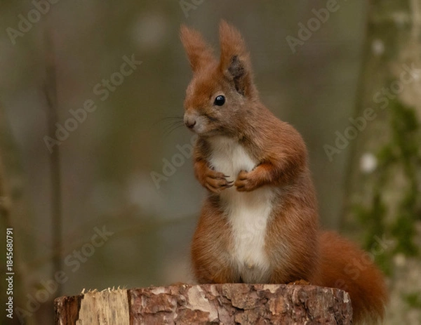 Obraz squirrel in the forest