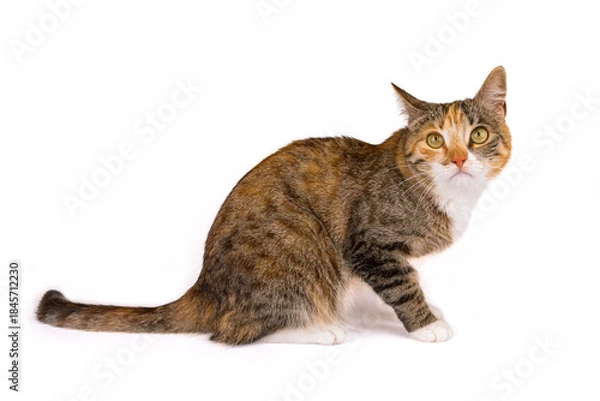 Obraz młody kot na białym tle