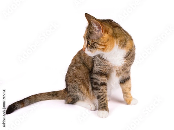 Obraz młody kot na białym tle