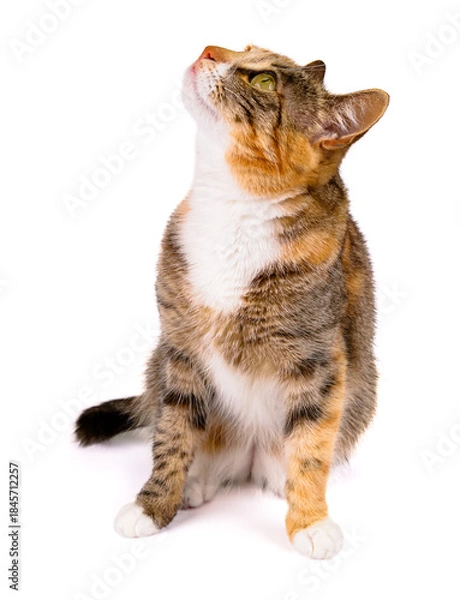 Obraz młody kot na białym tle