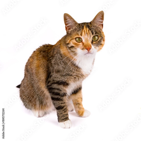 Obraz młody kot na białym tle