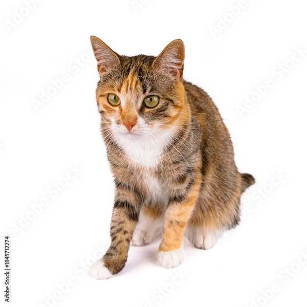 Obraz młody kot na białym tle