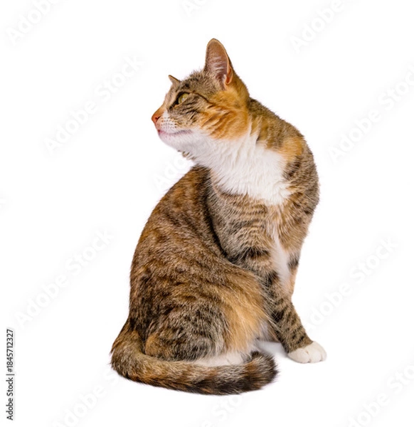 Obraz młody kot na białym tle