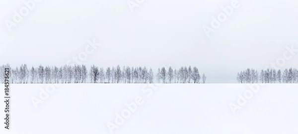 Fototapeta Zimowy minimalistyczny krajobraz. Rząd nagich drzew na tle białego śniegu i nieba.