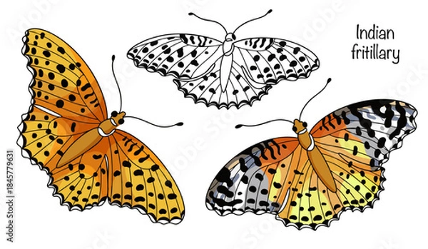 Obraz Indian fritillary