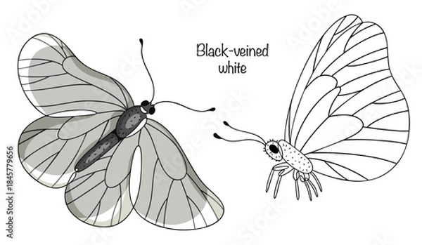 Obraz Black-veined white