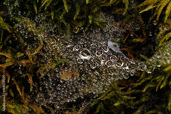 Fototapeta wassertropfen