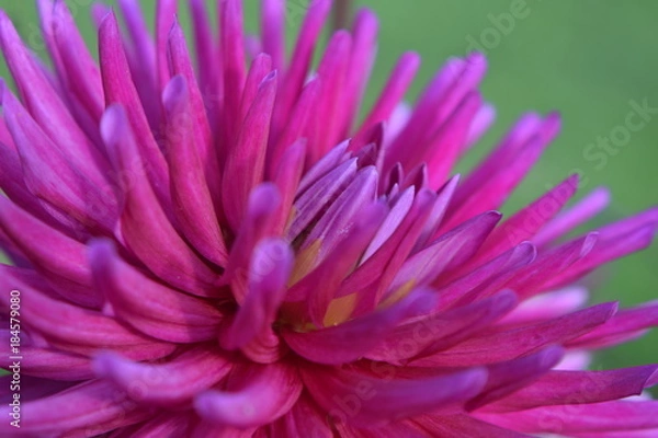 Obraz close up flower dahlias