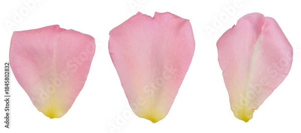 Obraz Pink rose petals on isolated background
