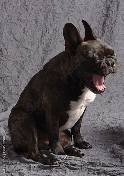 Fototapeta Bouledogue français