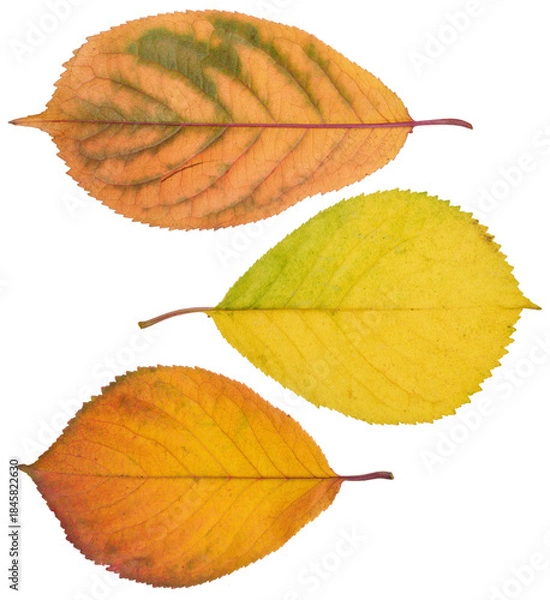 Obraz Yellow and red cherry tree leaves on isolated background