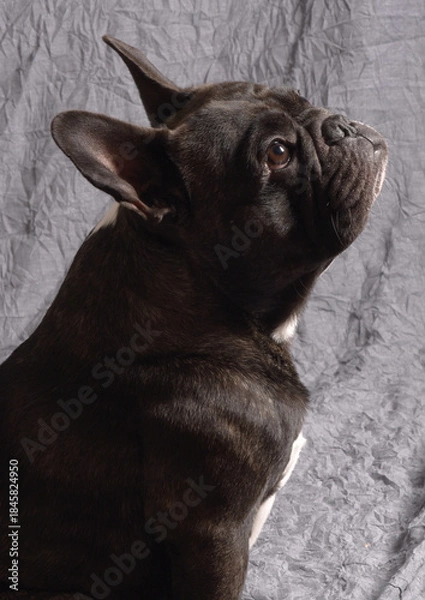 Fototapeta Bouledogue français