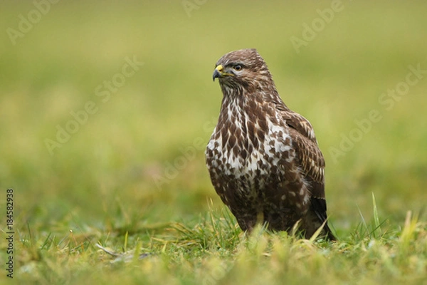 Obraz Common buzzard (Buteo buteo)