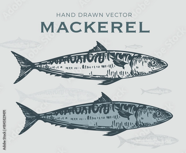 Obraz Mackerel fish, seafood, vector sketch illustration, hand drawn