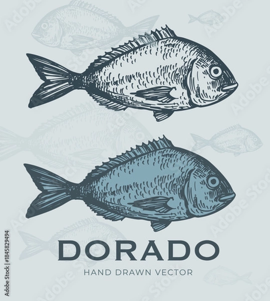 Obraz Dorado fish, seafood, vector sketch illustration, hand drawn