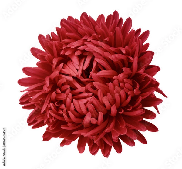 Fototapeta Red Aster flower on a white isolated background with clipping path. Flower for design, texture,  postcard, wrapper.  Closeup.  Nature.