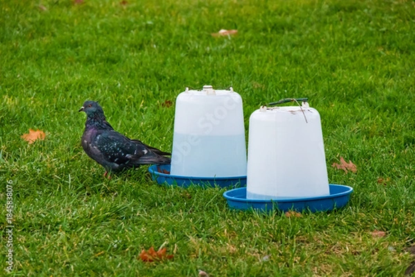 Obraz A plastic bird water dispenser for outdoor use in a city garden on a lawn. A pigeon (rock dove) on green grass and a bird water feeder