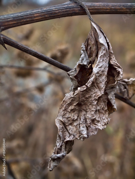 Obraz dead leaf color