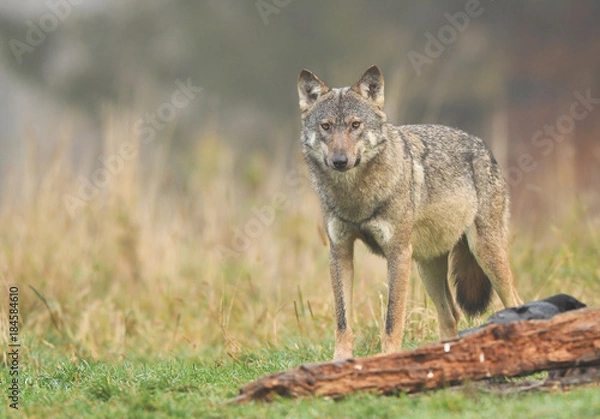 Fototapeta Wolf (Canis lupus)