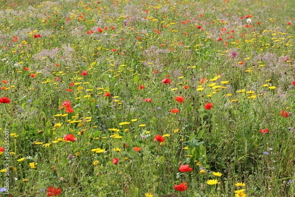 Fototapeta a colorful field with wild flowers as red poppy and yellow goosefoot and marguerites and cornflowers closeup