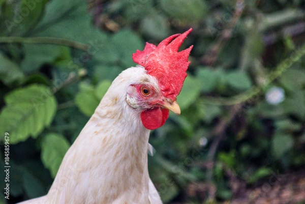 Fototapeta Gallina