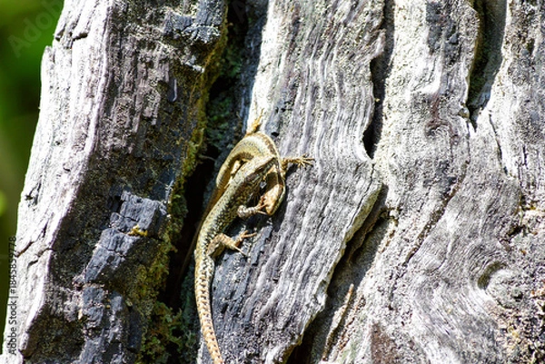 Fototapeta Pareja de lagartos