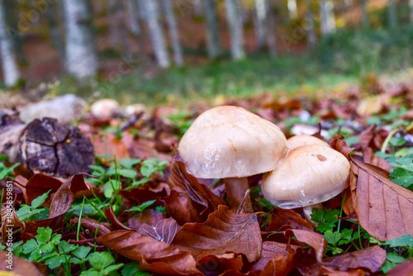 Fototapeta Setas de otoño