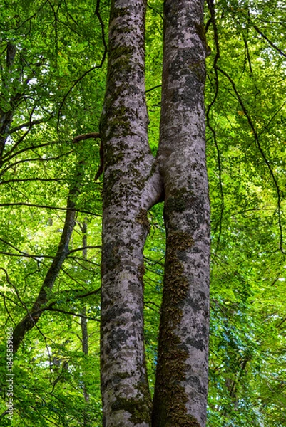 Fototapeta Árboles gemelos