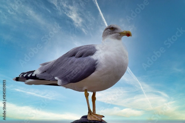 Fototapeta Gaviota