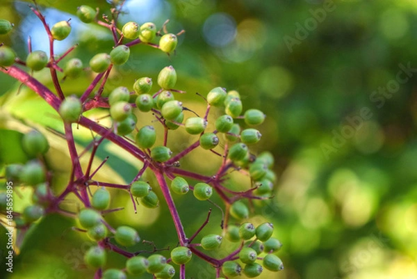 Fototapeta Brotes verdes