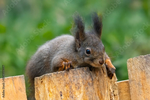 Obraz Red squirrel on a tree