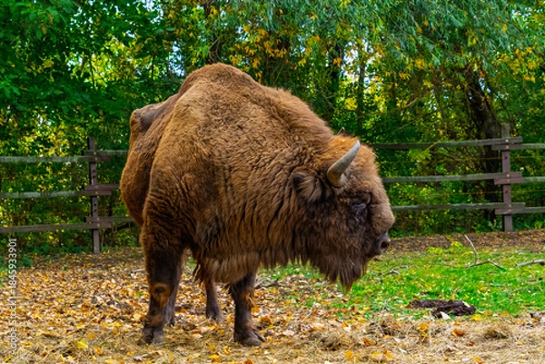 Obraz European bison in Autumn